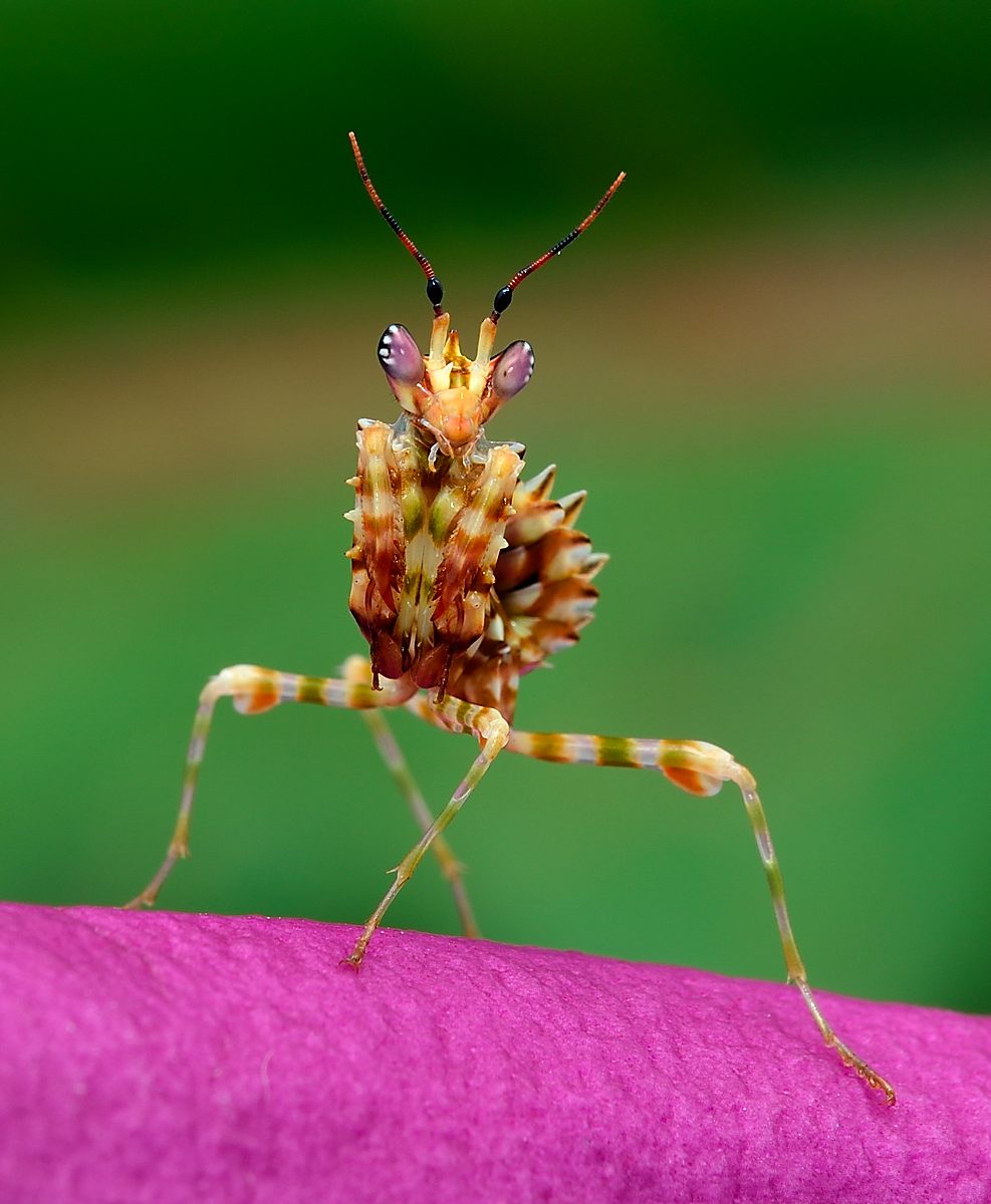 Pseudocreobrata wahlbergii