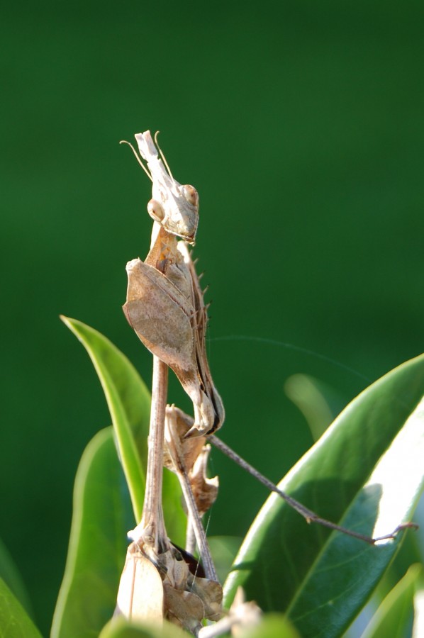 Gongylus gongylodes