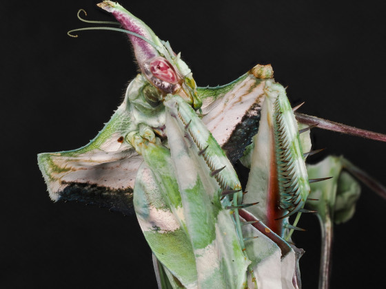 Idolomantis diabolica Weibchen adult