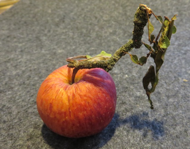 letzter Apfel vom Baum