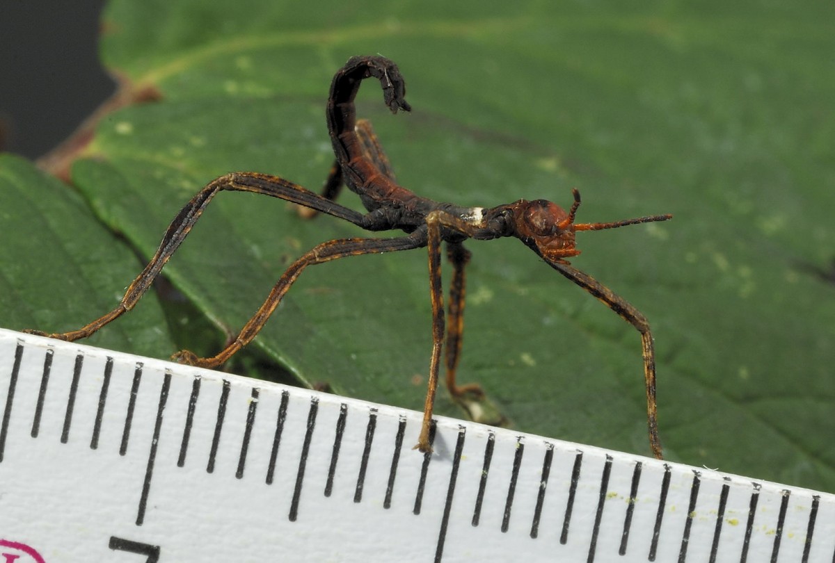 Extatosoma tiaratum