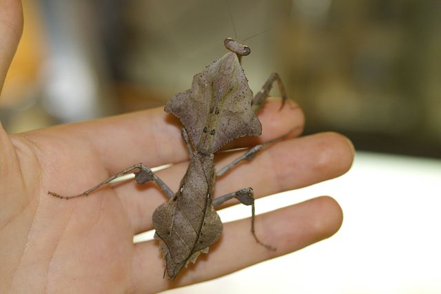 Deroplatys lobata