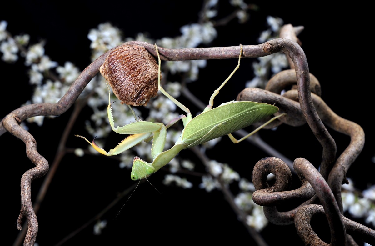 Sphodromantis lineola