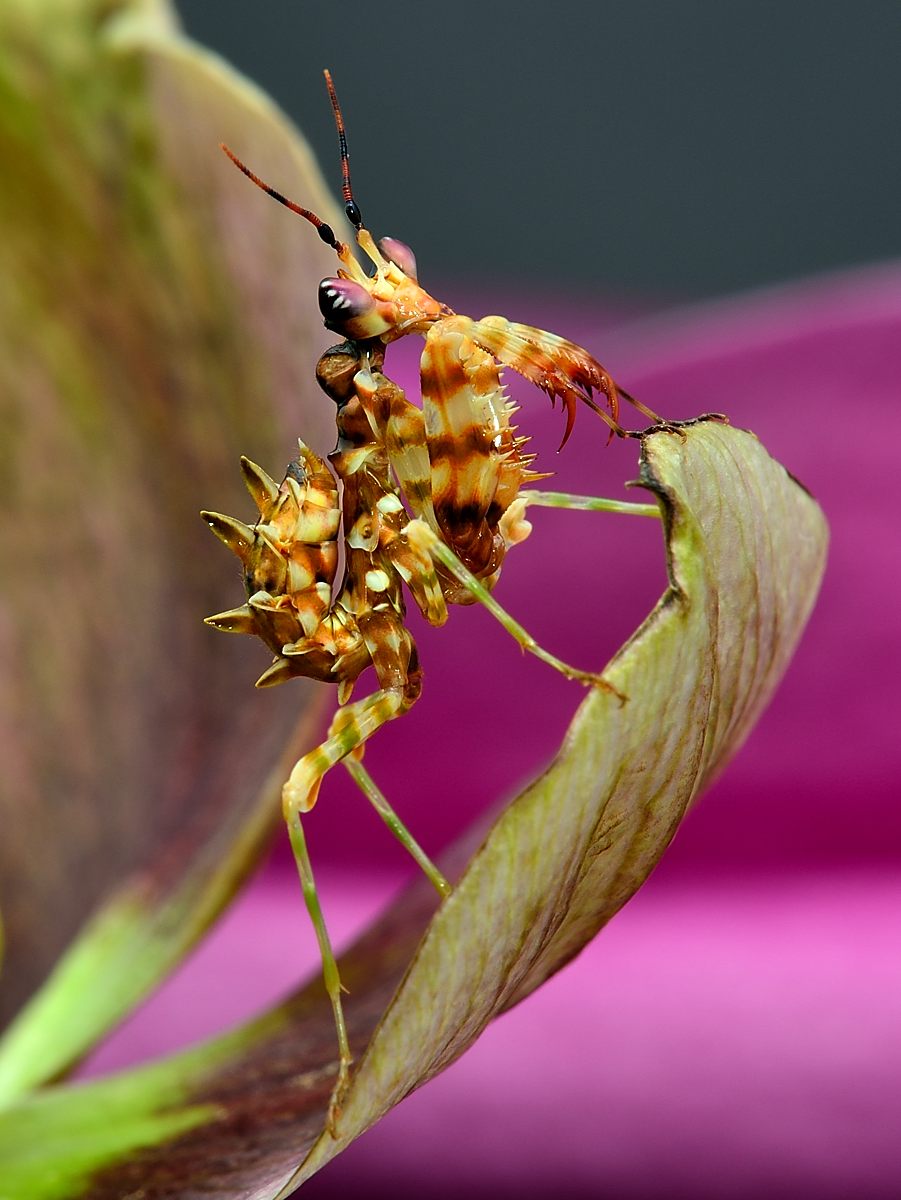 Pseudocreobotra wahlbergii