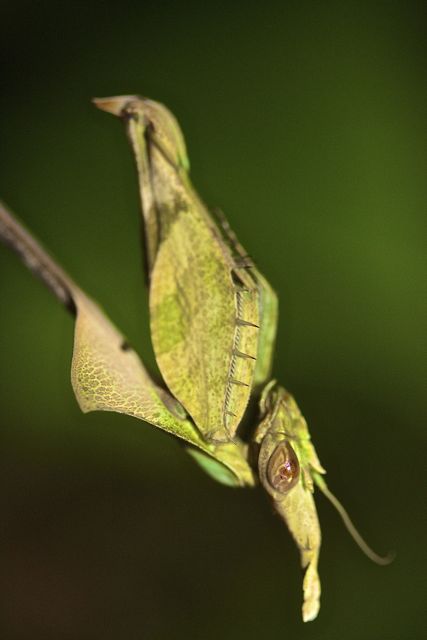 Gongylus gongylodes Grün