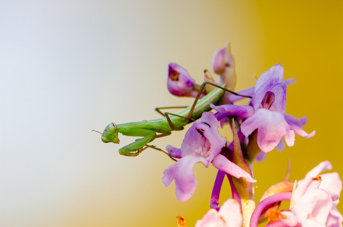 Mantis religiosa