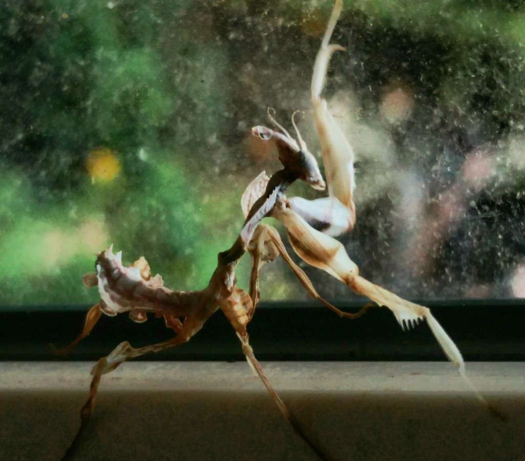 Idolmantis diabolica