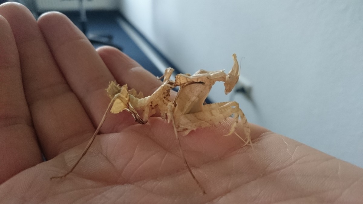 Idolomantis Diabolica l6