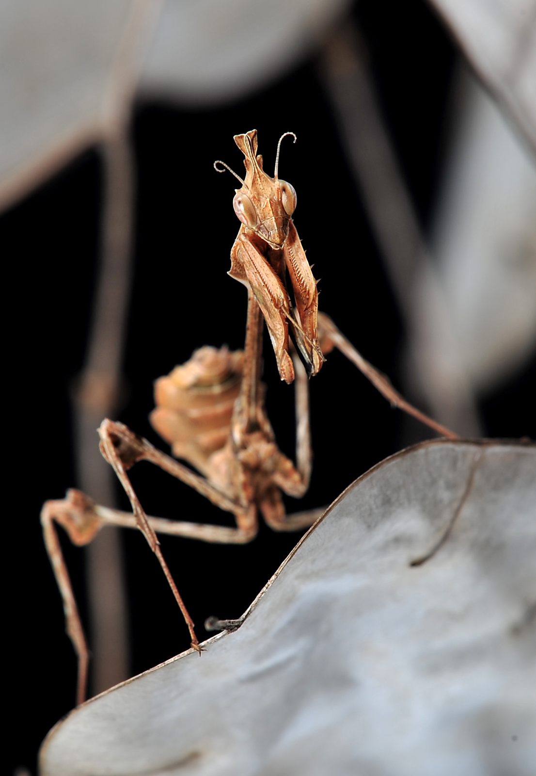 Gongylus gongylodes