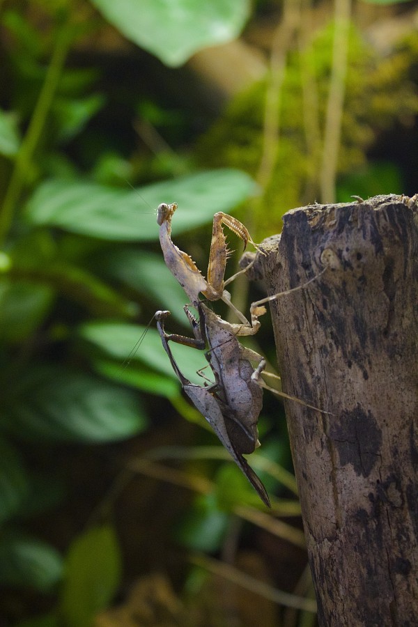 Deroplatys lobata