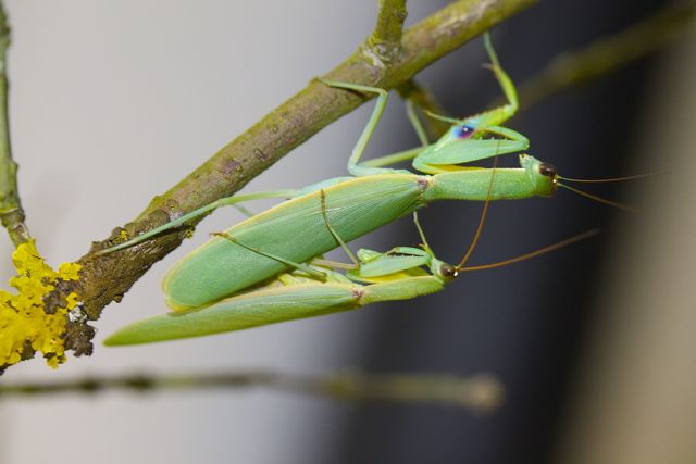 Orthodera novaezealandiae