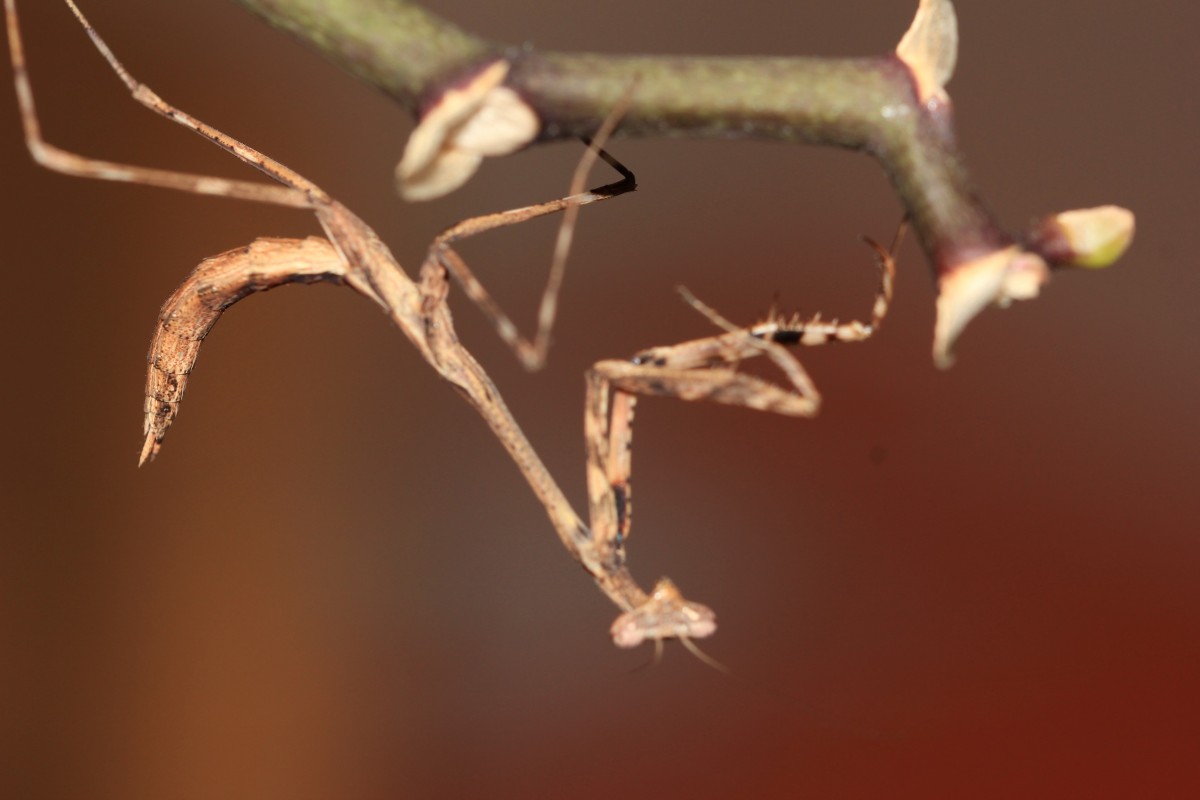 Pseudempusa pinnapavonis L5