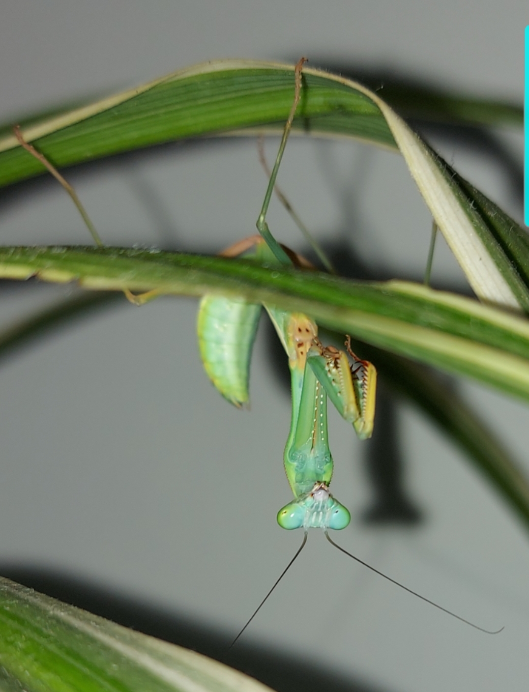 hierodula sp.papua