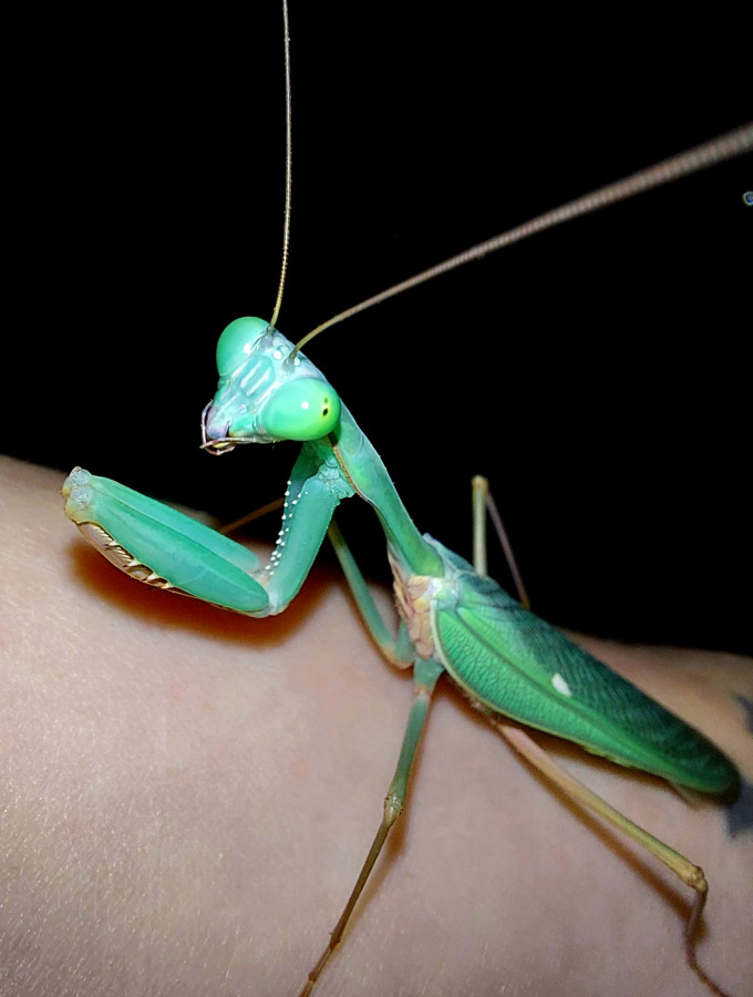 hierodula sp.papua Adult ♌ 16.08.2021