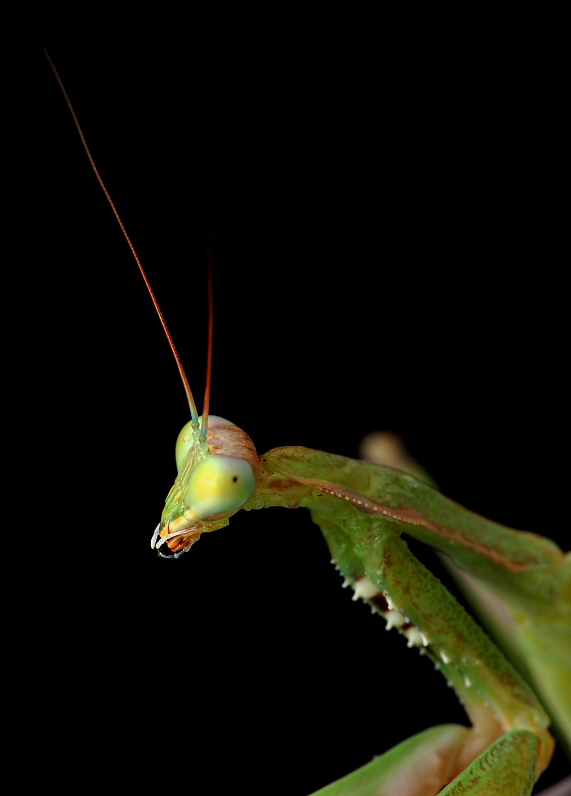 Sphodromantis viridis