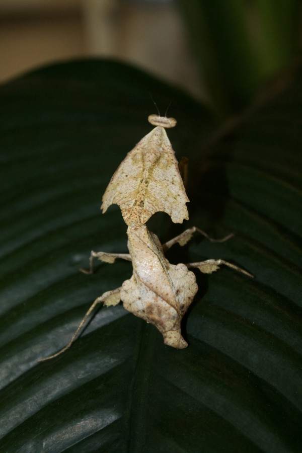 Deroplatys trigonodera