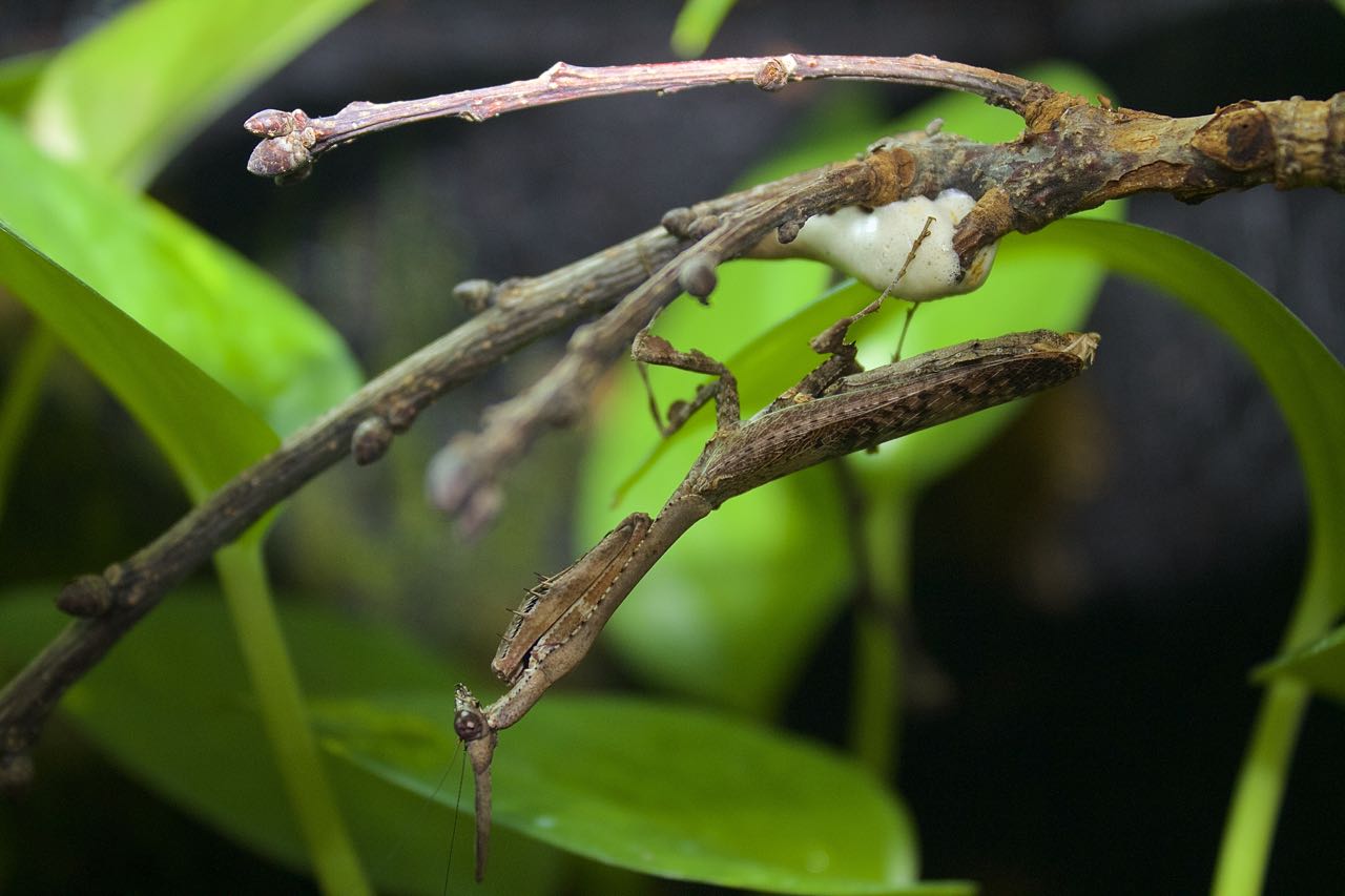 Phyllothelys werneri