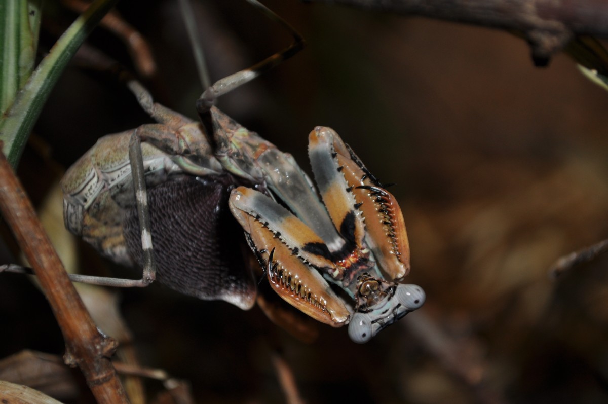 Parasphendale sp.Weibchen