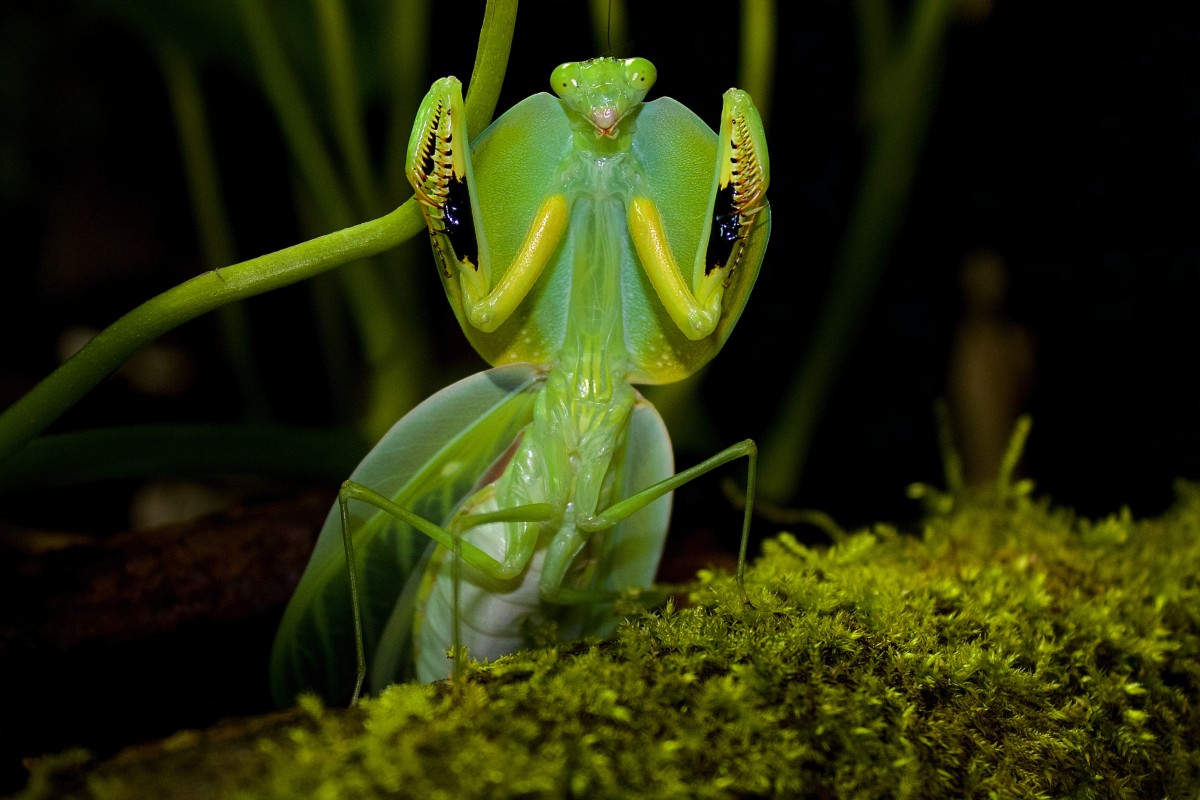 Choeradodis rhombicollis