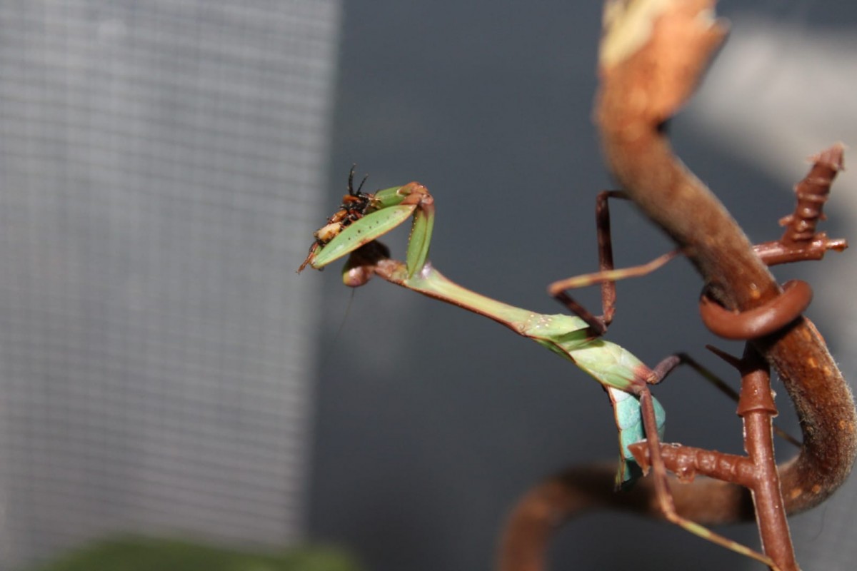 Pseudoxyops Perpulchra (Weibchen) prä-subadult