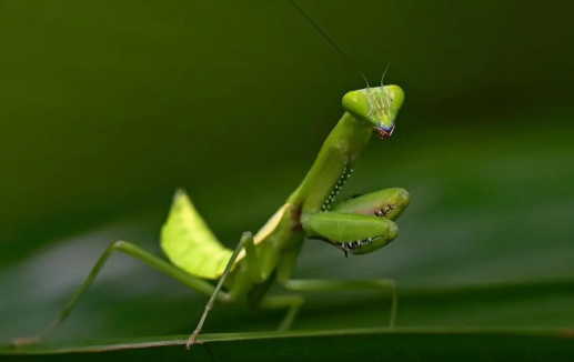 schöne mantis