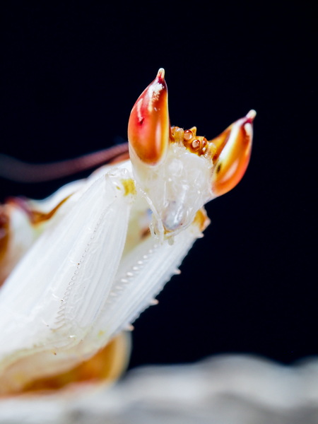 Hymenopus Coronatus Männchen Portrait