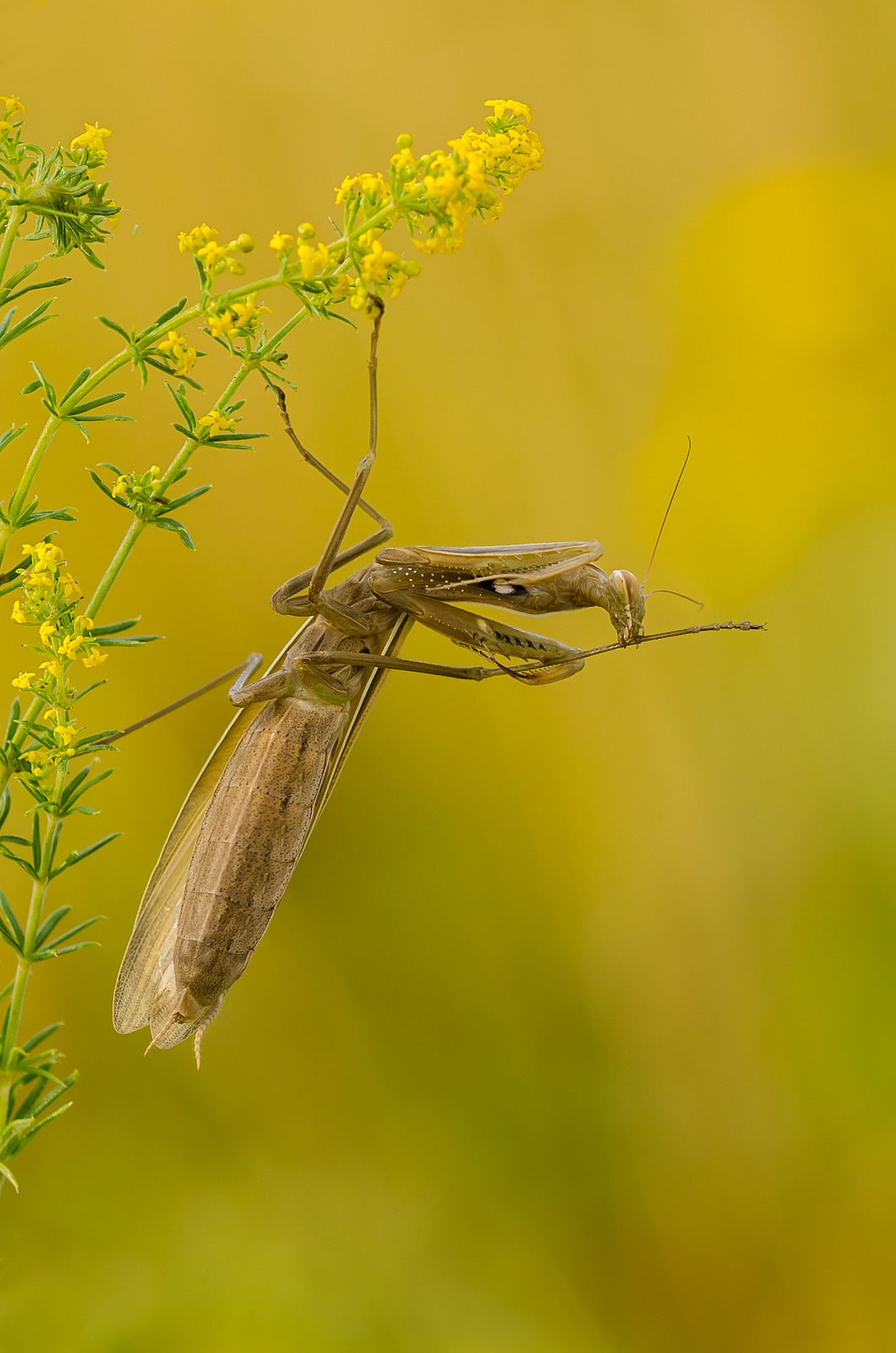 Mantis religiosa, 0.1 adult