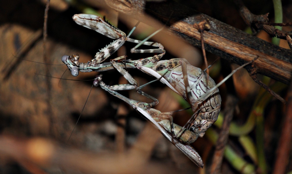 Parasphendale sp. Verpaarung