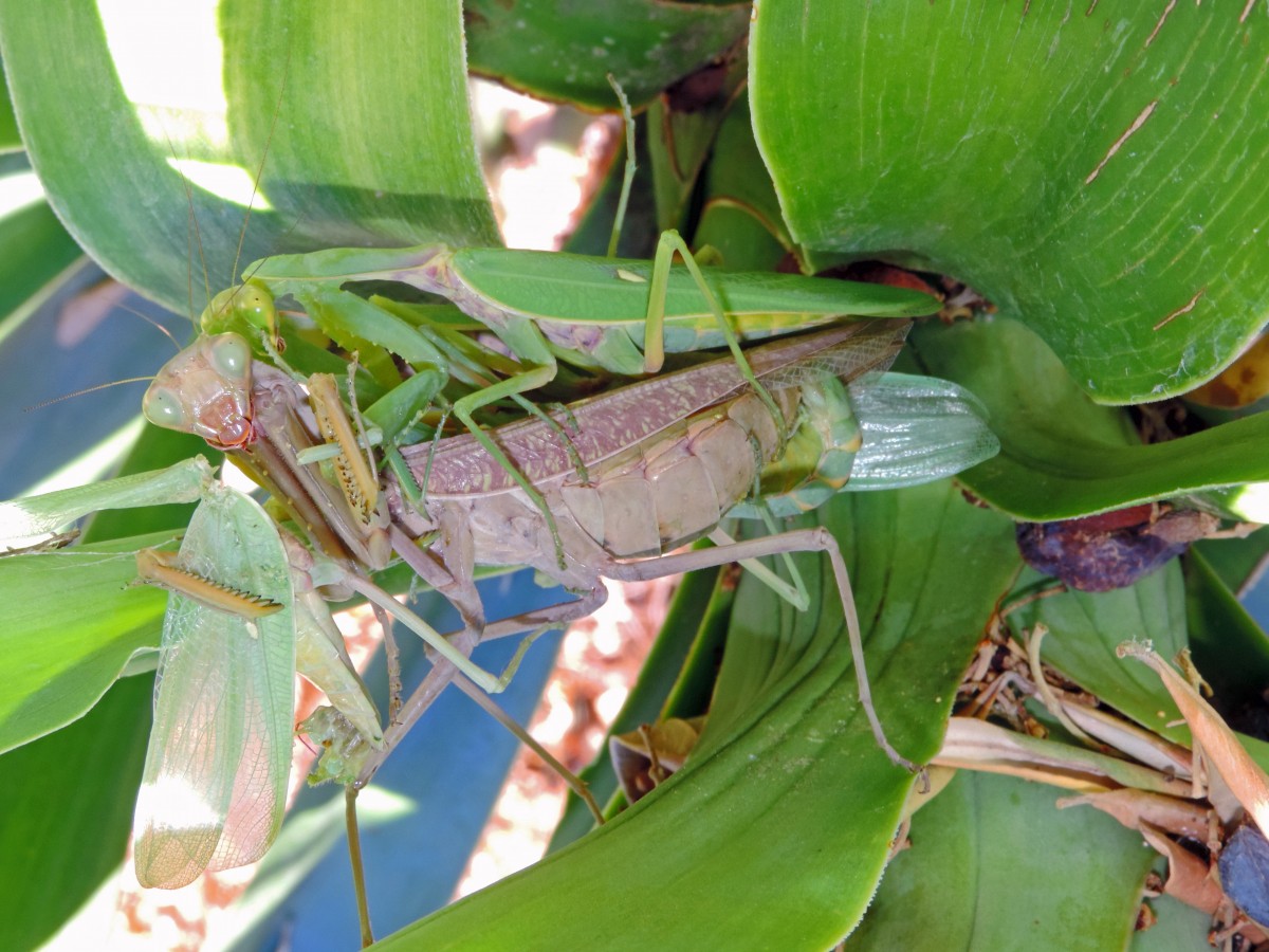 Gottesanbeterin bei der Begattung in freier Natur