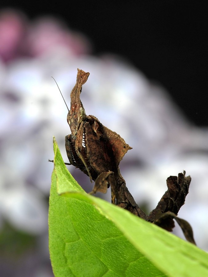 Phyllocrania paradoxa