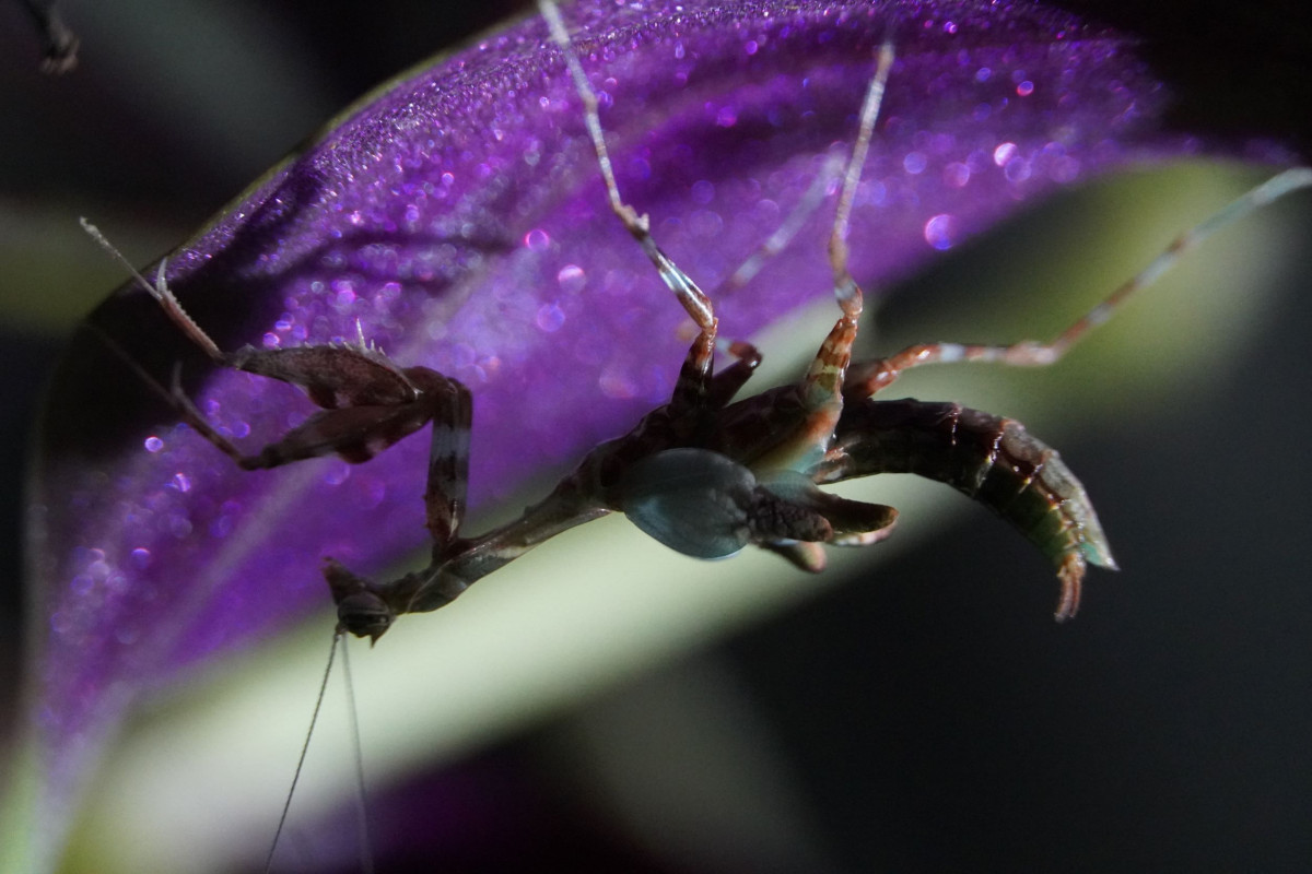 Citharomantis f. M. Adulthäutung II