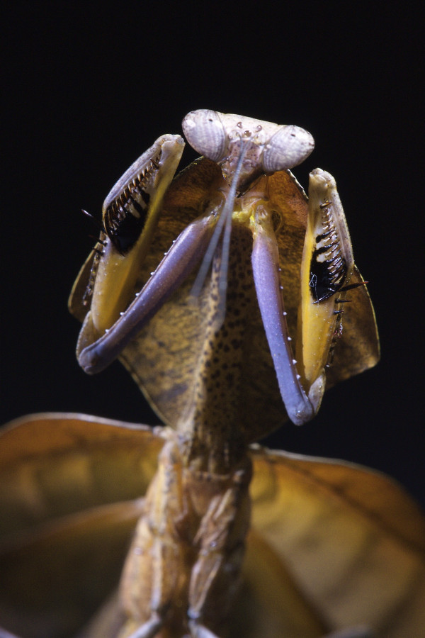 Deroplatys Truncata