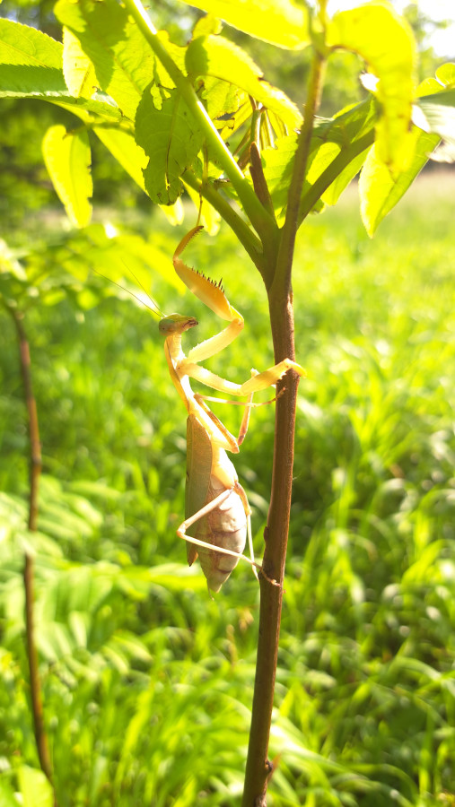 Sphodromantis