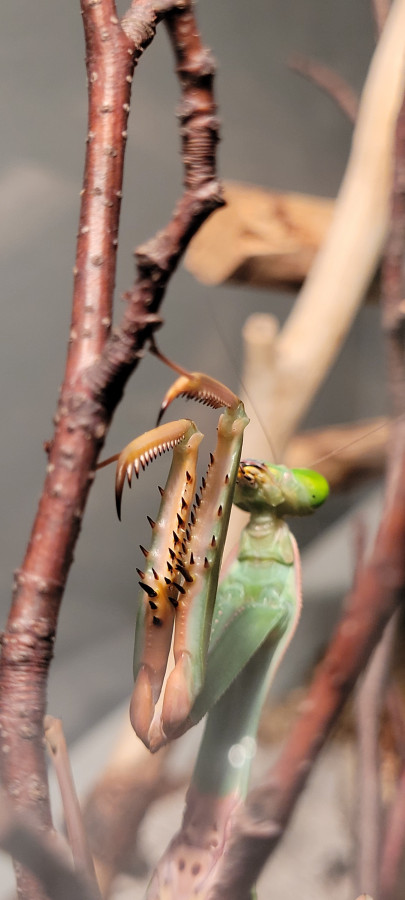 Hierodula sp Papua