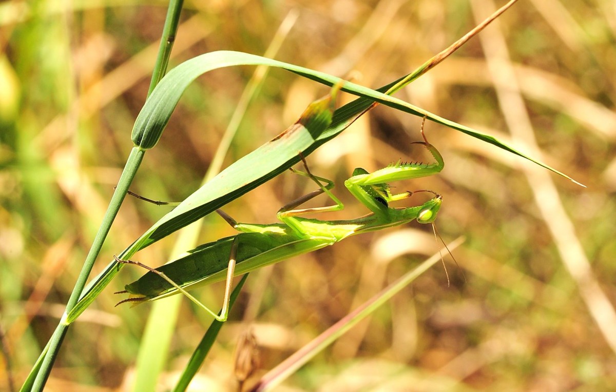 Mantis religiosa