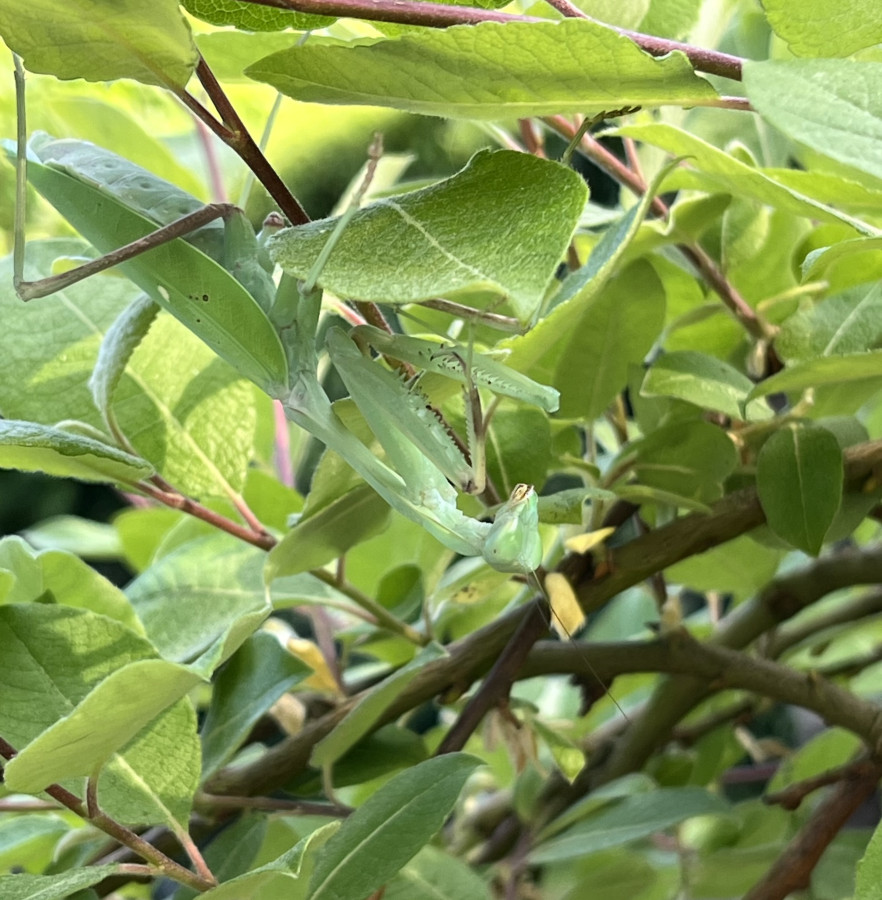 Hierodula membranacea Oma im Garten