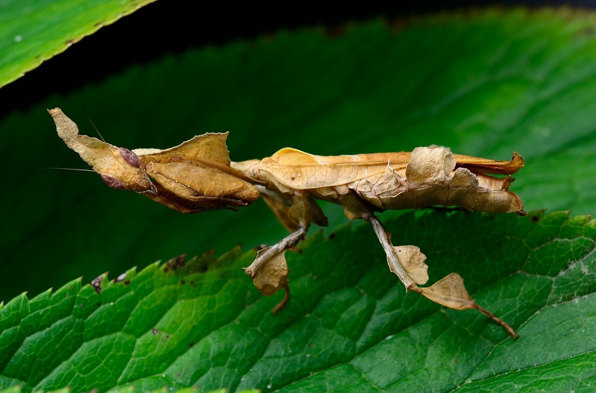 Phyllocrania paradoxa