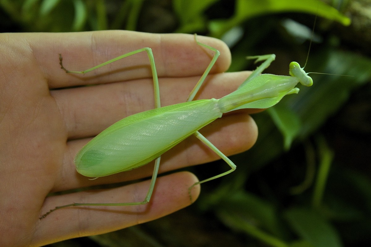 Rhombodera extensicollis