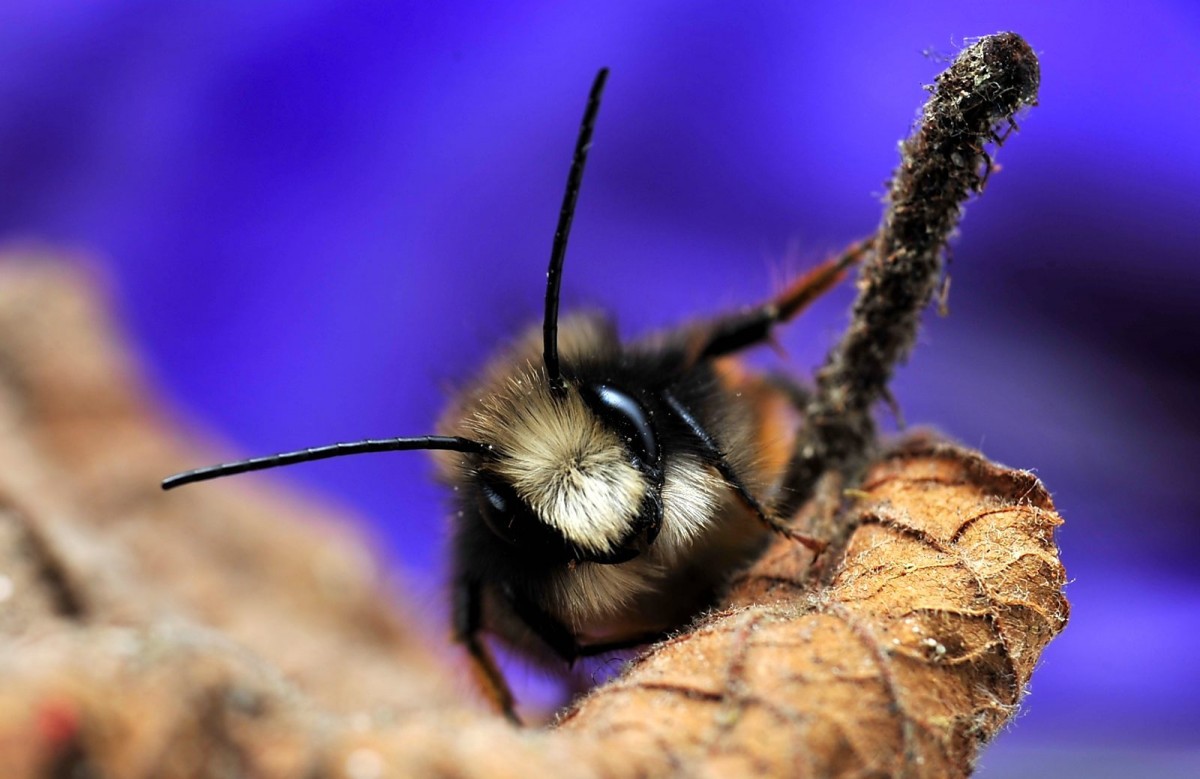 Hummel oder Teddy?