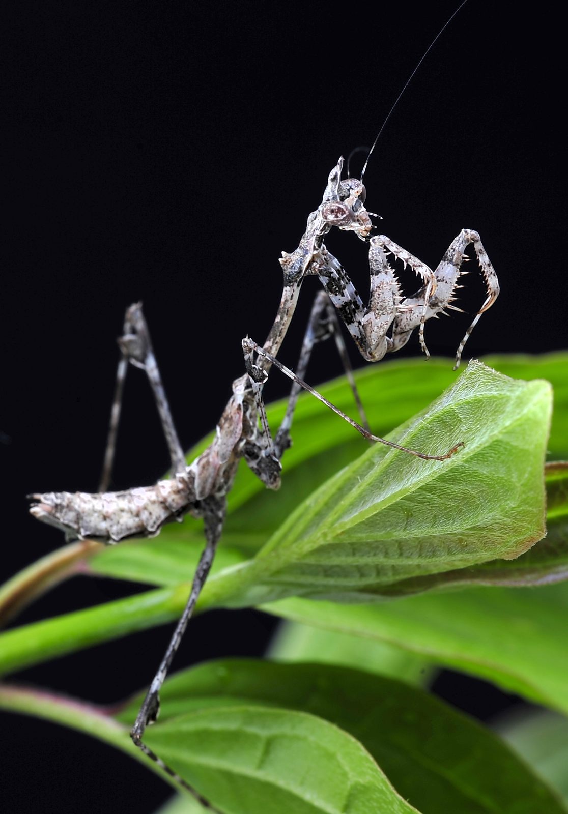 Sibylla dolosa