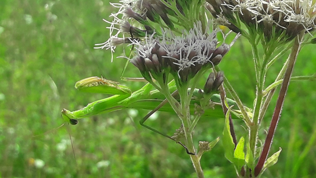 Mantis Religiosa Grün