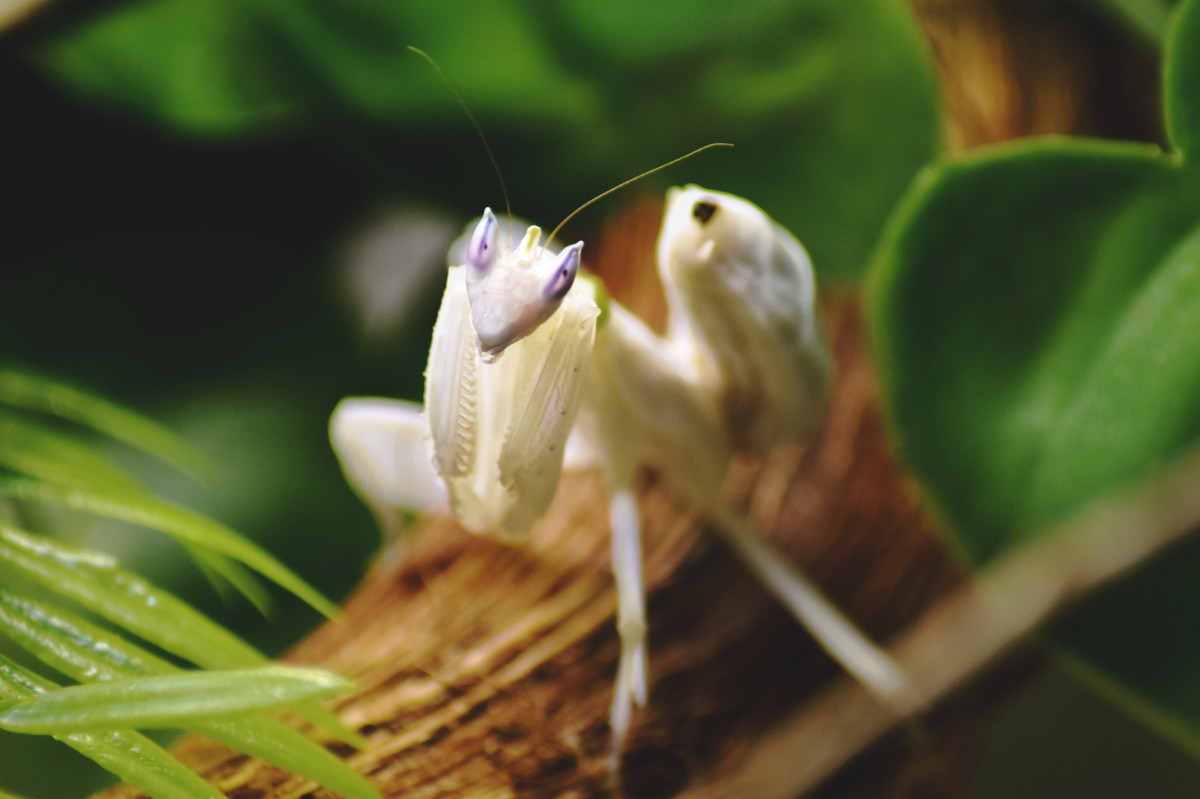 Hymenopus coronatus (Orchideenmantis)