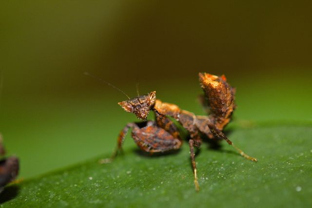 Otomantis sp.