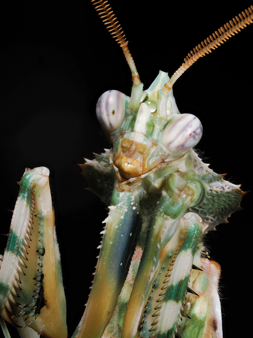 Blepharopsis mendica Männchen Portrait