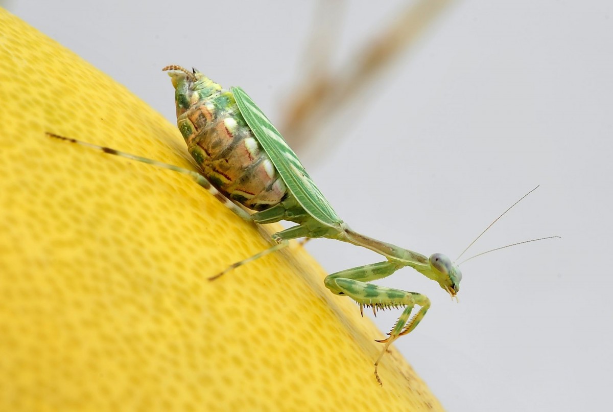 Miomantis  binotata