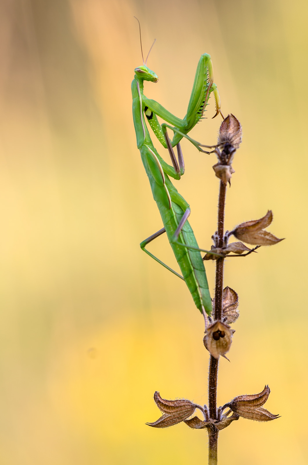 Mantis religiosa