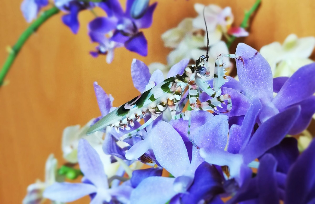 Pseudocreobotra wahlbergii, Afrikanische Blütenmantis, Männchen, adult