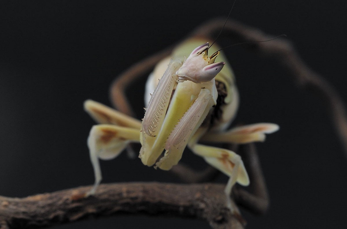 Hymenopus coronatus