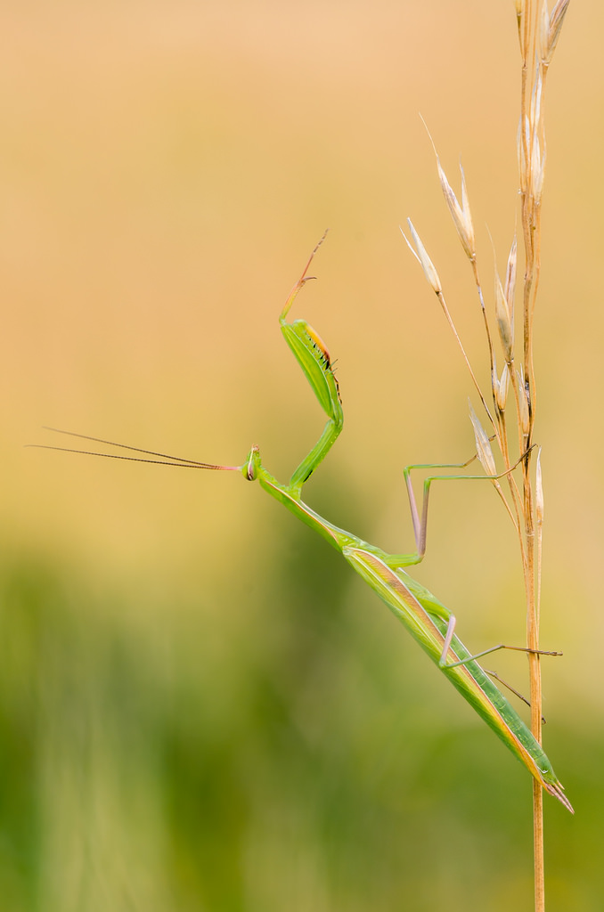 Mantis religiosa, 1.0,adult