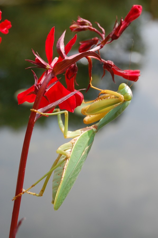 Rhombodera valida